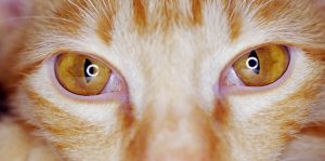 Banho e Tosa na Vila Formosa SP | Agendar Banho e Tosa na Vila Formosa - Zona Leste, SP | Preço Banho e Tosa na Vila Formosa | Onde tem Banho e Tosa na Vila Formosa? | Banho e Tosa perto de mim, Vila Formosa, Zona Leste - SP | Telefone de Banho e Tosa na Vila Formosa - SP