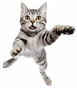 Rede de proteção paga gatos | Telas de proteção para gatos em São Paulo. Empresa certificada de rede de proteção.