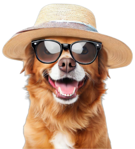 Comprar Filhote de Spitz Alemão em Itaquera, Zona Leste, SP – Comprar Filhote de Bulldog Francês em Itaquera, na Zona Leste, SP